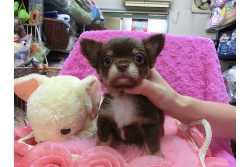 成約済の京都府のチワワ-25266の3枚目