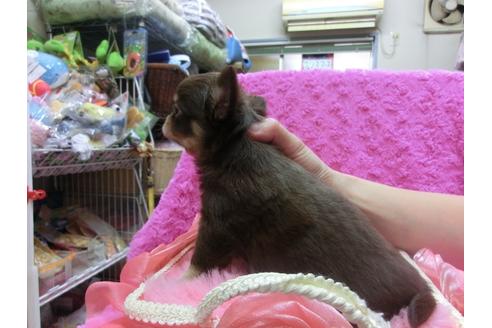 成約済の京都府のチワワ-25266の2枚目