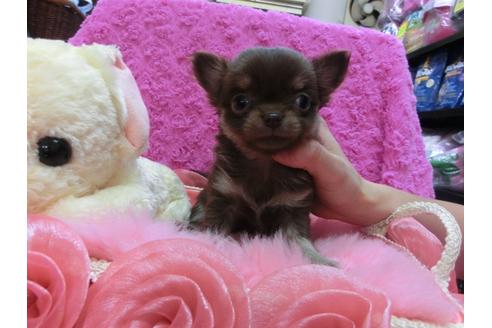 成約済の京都府のチワワ-25267の2枚目
