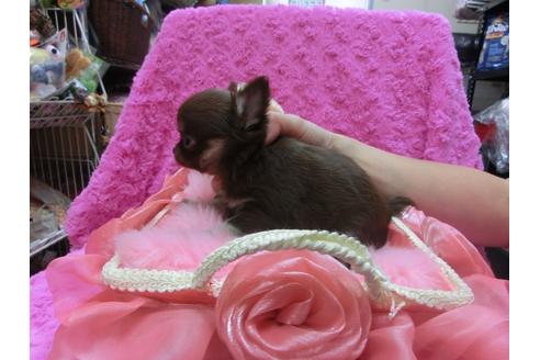 成約済の京都府のチワワ-25267の3枚目