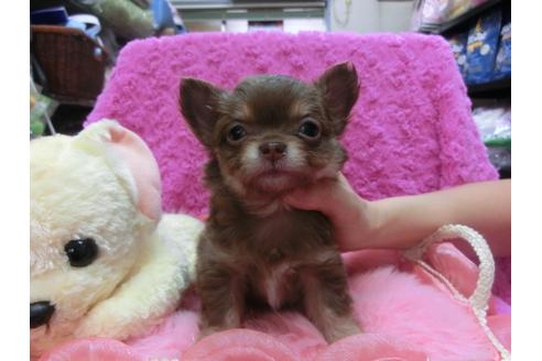成約済の京都府のチワワ-25268の1枚目