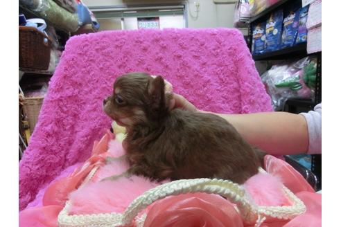 成約済の京都府のチワワ-25268の3枚目