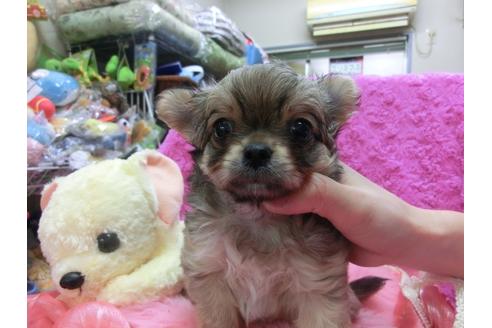 成約済の京都府のチワワ-25269の3枚目