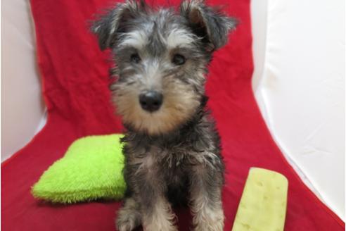 成約済の大阪府のミニチュアシュナウザー-25270の4枚目