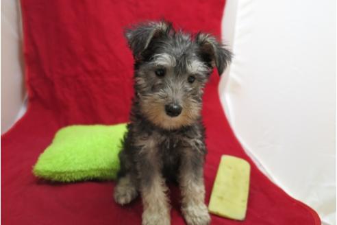 成約済の大阪府のミニチュアシュナウザー-25270の3枚目