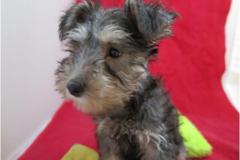 成約済の大阪府のミニチュアシュナウザー-25270の2枚目