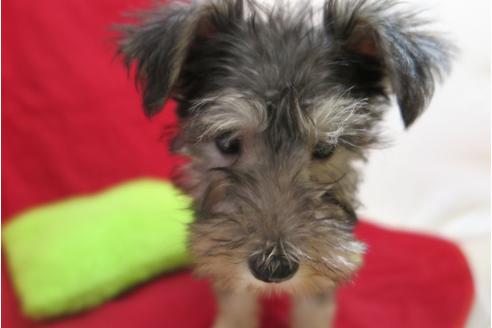 成約済の大阪府のミニチュアシュナウザー-25270の1枚目