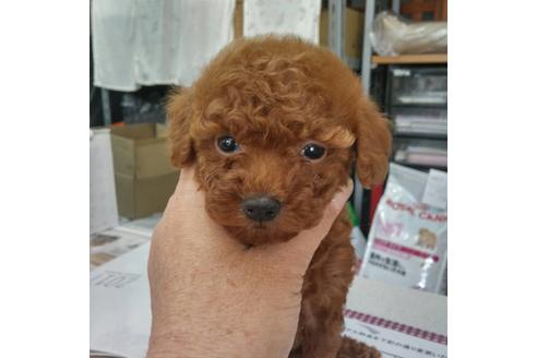 成約済の福岡県のトイプードル-25277の1枚目