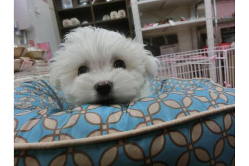 成約済の福岡県のマルチーズ-25280の2枚目