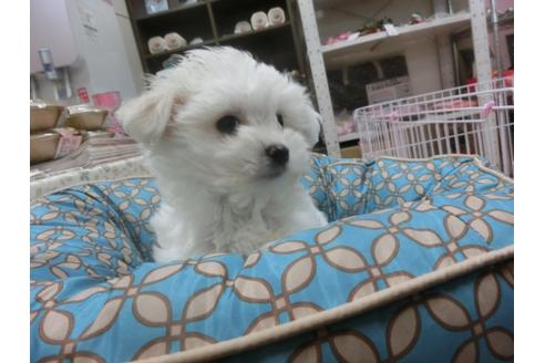 成約済の福岡県のマルチーズ-25280の5枚目