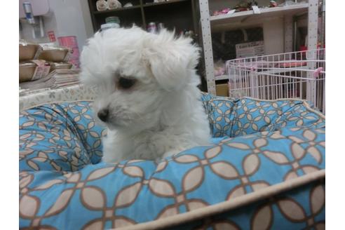 成約済の福岡県のマルチーズ-25280の1枚目