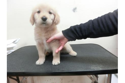 成約済の福岡県のゴールデンレトリーバー-25281の1枚目