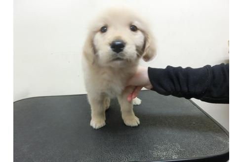 成約済の福岡県のゴールデンレトリーバー-25281の2枚目