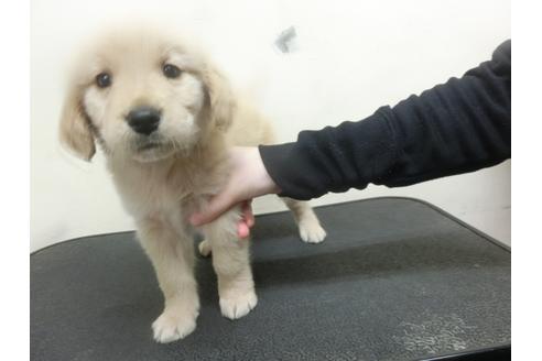 成約済の福岡県のゴールデンレトリーバー-25281の3枚目