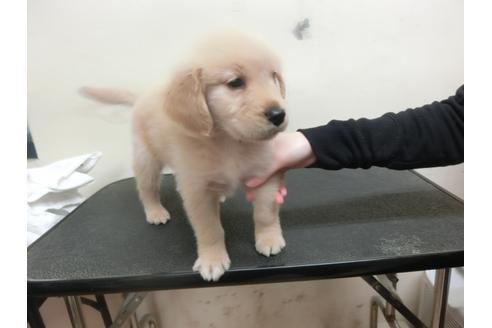 成約済の福岡県のゴールデンレトリーバー-25281の4枚目