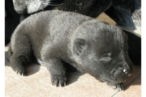 成約済の鹿児島県の甲斐犬-25289の1枚目