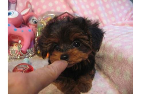 成約済の静岡県のミックス犬-25311の3枚目
