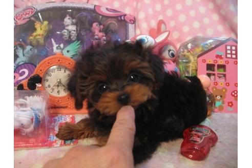 成約済の静岡県のミックス犬-25311の5枚目