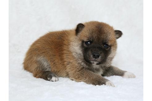 成約済の栃木県の柴犬-25331の3枚目