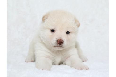 成約済の栃木県の柴犬-25332の3枚目