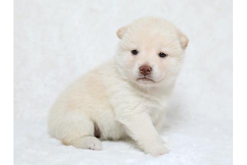 成約済の栃木県の柴犬-25332の1枚目