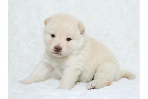 成約済の栃木県の柴犬-25332の2枚目