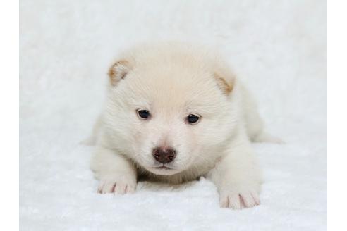 成約済の栃木県の柴犬-25333の1枚目