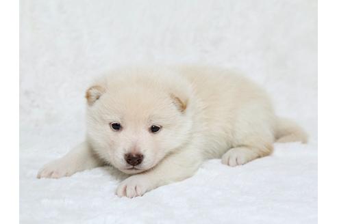 成約済の栃木県の柴犬-25333の2枚目