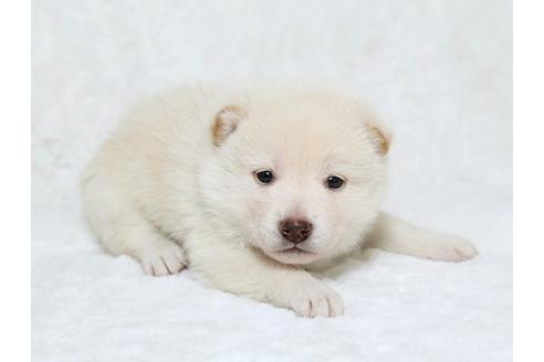 成約済の栃木県の柴犬-25333の3枚目