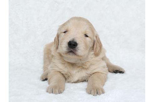 成約済の栃木県のゴールデンレトリーバー-25334の1枚目