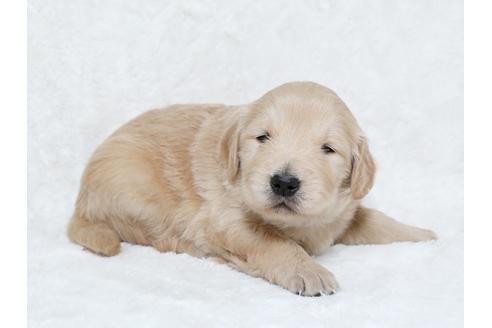 成約済の栃木県のゴールデンレトリーバー-25334の2枚目