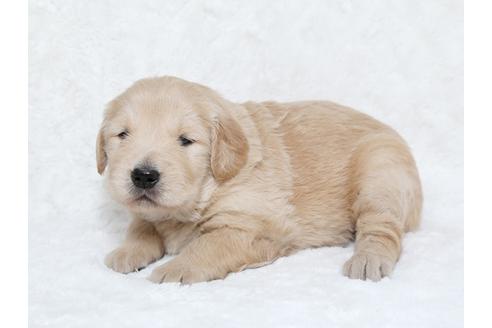 成約済の栃木県のゴールデンレトリーバー-25334の3枚目