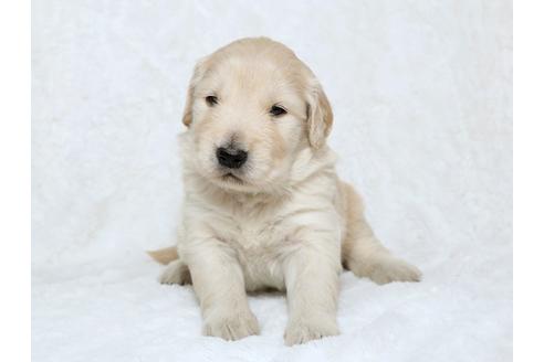 成約済の栃木県のゴールデンレトリーバー-25335の2枚目