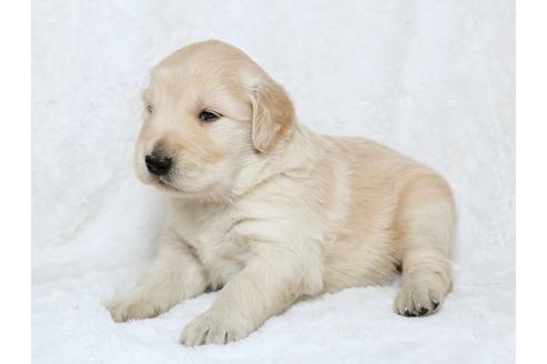 成約済の栃木県のゴールデンレトリーバー-25335の3枚目