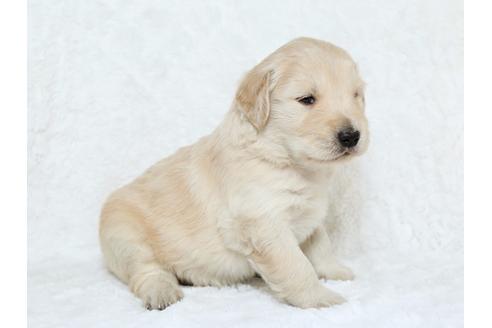 成約済の栃木県のゴールデンレトリーバー-25335の1枚目