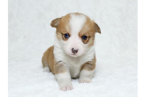 成約済の栃木県のウェルシュコーギーペンブローク-25336の2枚目