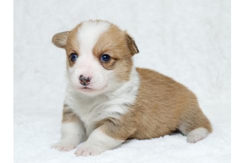 成約済の栃木県のウェルシュコーギーペンブローク-25336の3枚目