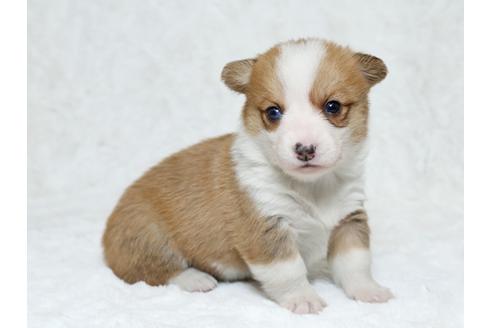 成約済の栃木県のウェルシュコーギーペンブローク-25336の4枚目