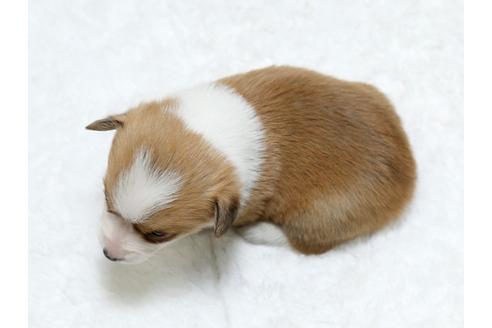 成約済の栃木県のウェルシュコーギーペンブローク-25336の1枚目