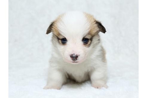 成約済の栃木県のウェルシュコーギーペンブローク-25337の2枚目