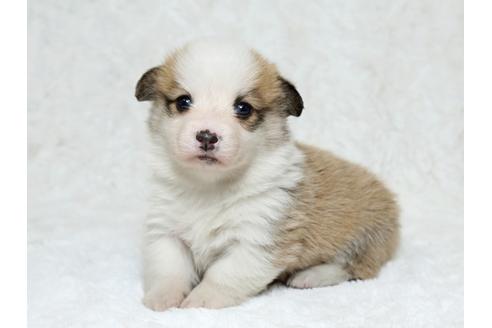 成約済の栃木県のウェルシュコーギーペンブローク-25337の3枚目