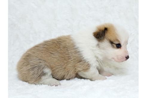 成約済の栃木県のウェルシュコーギーペンブローク-25337の4枚目