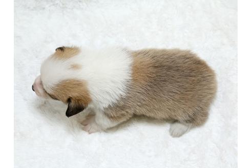 成約済の栃木県のウェルシュコーギーペンブローク-25337の1枚目