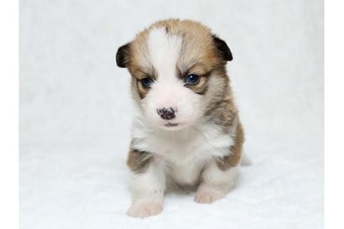 成約済の栃木県のウェルシュコーギーペンブローク-25338の4枚目