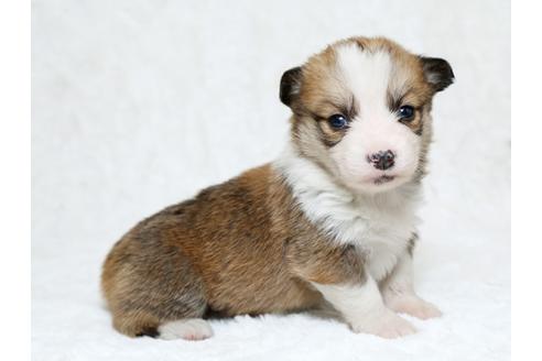 成約済の栃木県のウェルシュコーギーペンブローク-25338の1枚目