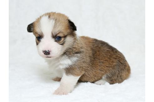 成約済の栃木県のウェルシュコーギーペンブローク-25338の2枚目