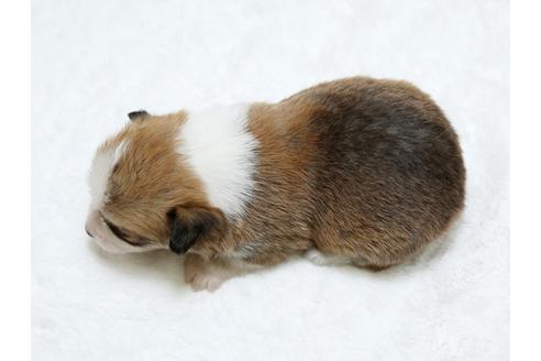 成約済の栃木県のウェルシュコーギーペンブローク-25338の3枚目