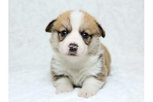 成約済の栃木県のウェルシュコーギーペンブローク-25339の3枚目