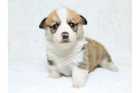 成約済の栃木県のウェルシュコーギーペンブローク-25339の4枚目