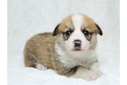 成約済の栃木県のウェルシュコーギーペンブローク-25339の1枚目